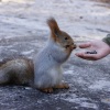 Itt nyílt az első budapesti mókus park!